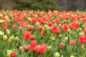 Abundant colorful Tulip flowers in springtime in the rain background