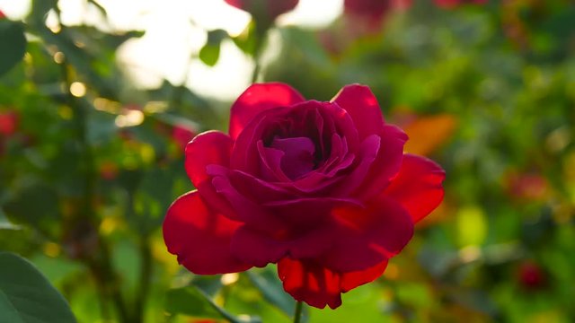 red rose isolated detail shot with deep blurred background