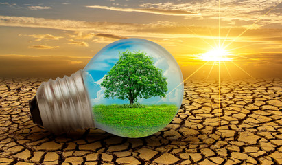 The forest and the trees are in the light. Concepts of environmental conservation and global...