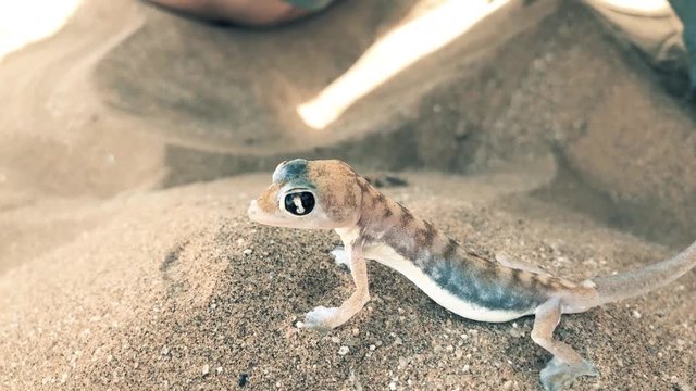 Video clip of a Namib dune gecko in it's native habitat. Otherwise known as the palmato gecko.