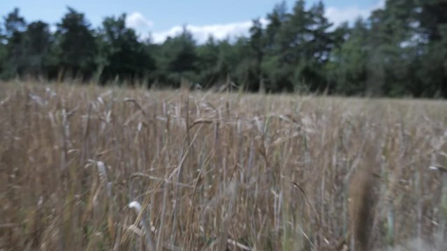 Walking through wheat field 2, aubrac valley, Lozere, France