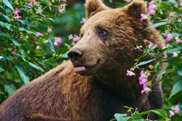 Braunbär