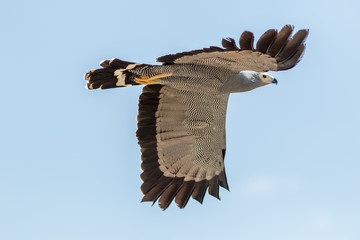 Falconry and ornithology. African harrier-hawk bird of prey isolated inflight.