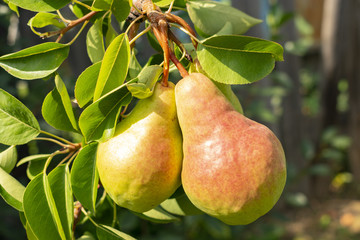 two ruddy pears are singing on a tree branch, close-up