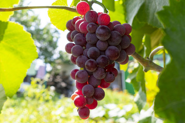 a bunch of pink grapes growing on a branch in the garden, close-up
