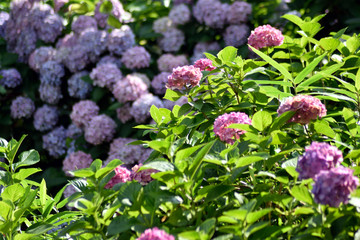 6月 色とりどりのアジサイ