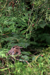 A little bird sits on a tree branch and observes the environment.