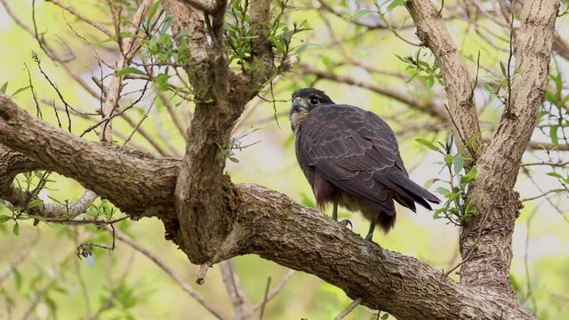 The New Zealand falcon (k?rearea in M?ori, Falco novaeseelandiae) launches from tree to dive prey.