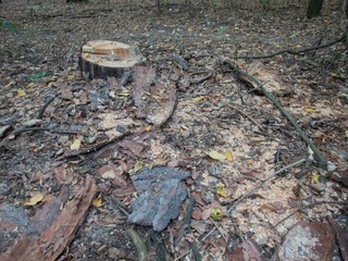 Fototapeta premium rest of a cut tree in a forest