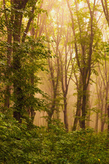 Obraz premium Dense trees in the woods in the mist during the sunrise_