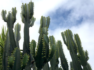 Cactus   Cactus flower