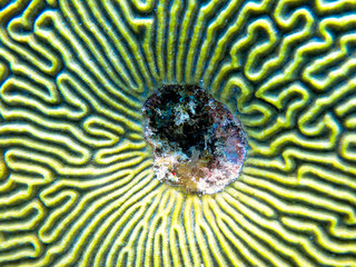 Swimming with sea animals in Hol Chan Marine Reserve, Belize