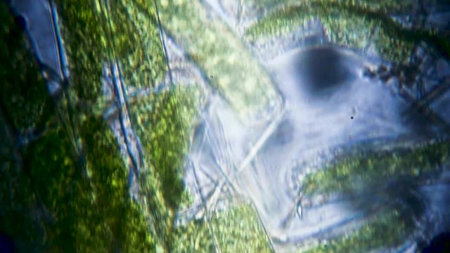 Algae life filmed under a microscope super macro