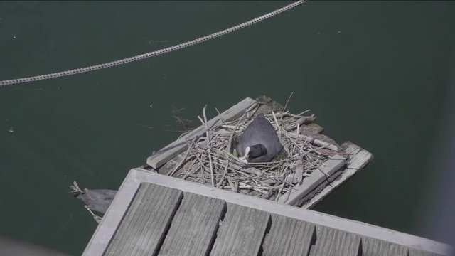 Eurasian Coot on a floating nest receives material from her mate. Slow Motion.