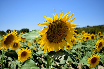 Golden field of sunflowers