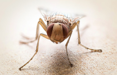 Mosca sepia amarilla