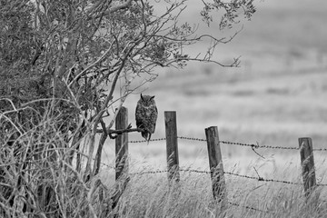 GreatHorned Owl in Black and White
