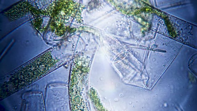 Algae life filmed under a microscope super macro