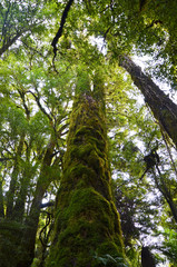 Fototapeta premium Moss on a tree in New Zealand