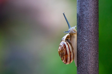 Close up of brown snail, slowly crawling down an iron bar, after massive storm. Garden wildlife, outdoor, natural light, organic patterns.