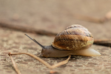 Slow, brown and gold snail, overcoming many obstacles after a rainy day.