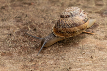 Slow, brown and gold snail, overcoming many obstacles after a rainy day.