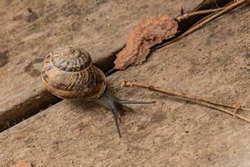 Slow, brown and gold snail, overcoming many obstacles after a rainy day.