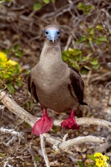 Red-Footed Boobie