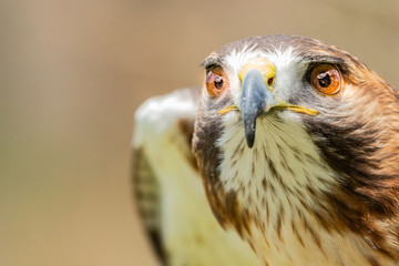 Majestic Hawk close up while studying his hunting grounds. Details of the bright orange Eye and Iris.