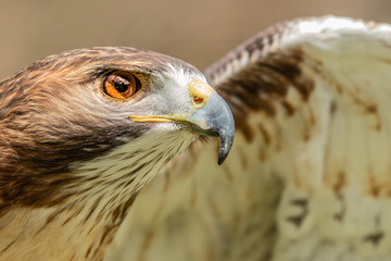 Majestic Hawk close up while studying his hunting grounds. Details of the bright orange Eye and Iris.