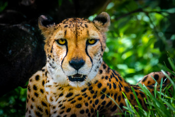 Cheetah