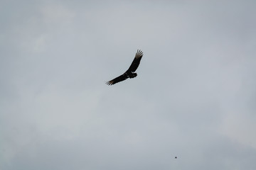 silhouette of bird with outstretched wings