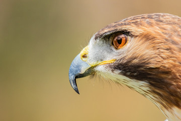 Majestic Hawk close up while studying his hunting grounds. Details of the bright orange Eye and Iris.
