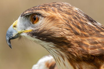 Majestic Hawk close up while studying his hunting grounds. Details of the bright orange Eye and Iris.