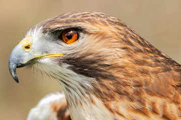 Majestic Hawk close up while studying his hunting grounds. Details of the bright orange Eye and Iris.