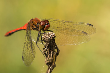 Blutrote Heidelibelle