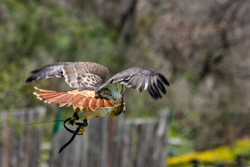 Noble Hawk watching and observing his hunting grounds.