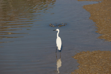 Charente-Maritime - Aigrette Blanche