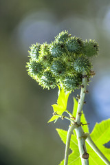 Castor bean plants (Ricinus communis) in Brazil
