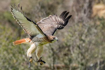 Noble Hawk watching and observing his hunting grounds.