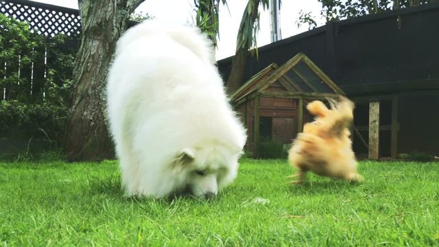 A white fluffy Samoyed dog and two fluffy Silkie chickens competing for bits of food