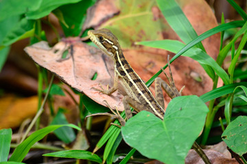 reptile on a leaf