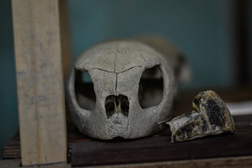 skull of a turtle