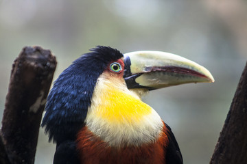 Toucan (Ramphastos dicolorus) in Foz of Iguassu