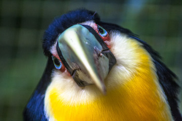 Toucan (Ramphastos dicolorus) in Foz of Iguassu
