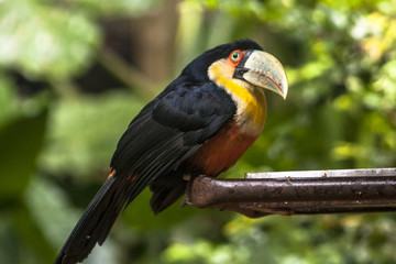 Toucan (Ramphastos dicolorus) in Foz of Iguassu
