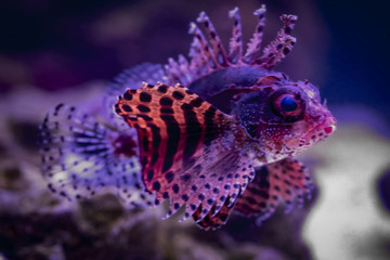 Fuzzy Dwarf Lion Fishh