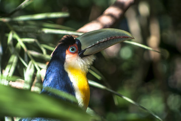 Toucan (Ramphastos dicolorus) in Foz of Iguassu
