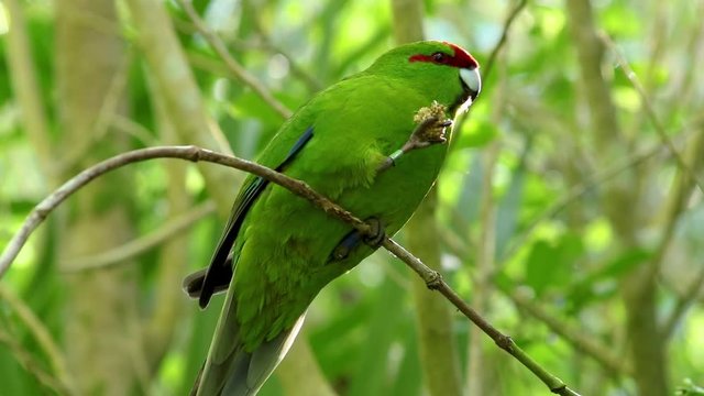 The red-crowned parakeet or red-fronted parakeet (Cyanoramphus novaezelandiae), eating millet. also widely known by its Maori name of kakariki, is a small parrot from New Zealand.