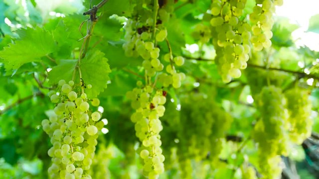 bunch of grapes in vineyard view from bellow blurred background
